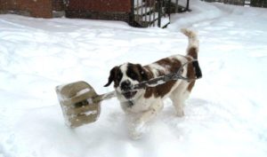 dog carrying shovel through snow during winter weather