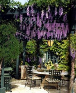 outdoor patio shaded by hanging flowering vines and garden pergola